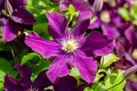 Alles over de clematis