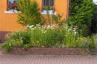 Inheemse beplanting voor biodiversiteit