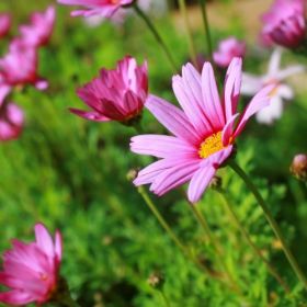 Kleur de tuin roze