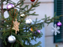 Kerstbomen